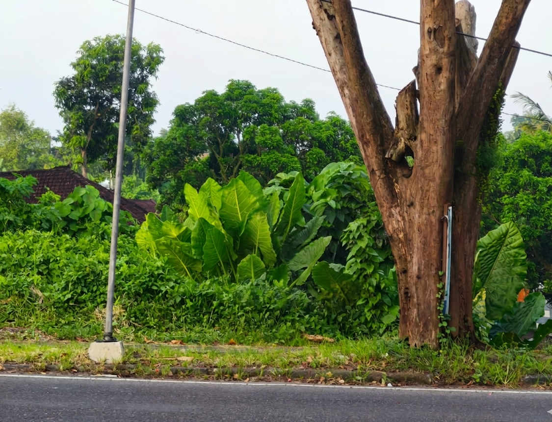 Jual Tanah 9 Are Pinggir Jalan Dr. Ir. Soekarno (By Pass Kediri) Dauh Peken Kediri Tabanan, Bali – Lokasi Strategis untuk Investasi & Pengembangan Bisnis