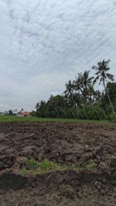 Jual Tanah Kavling Murah di Bali Tabanan View Pohon Kelapa