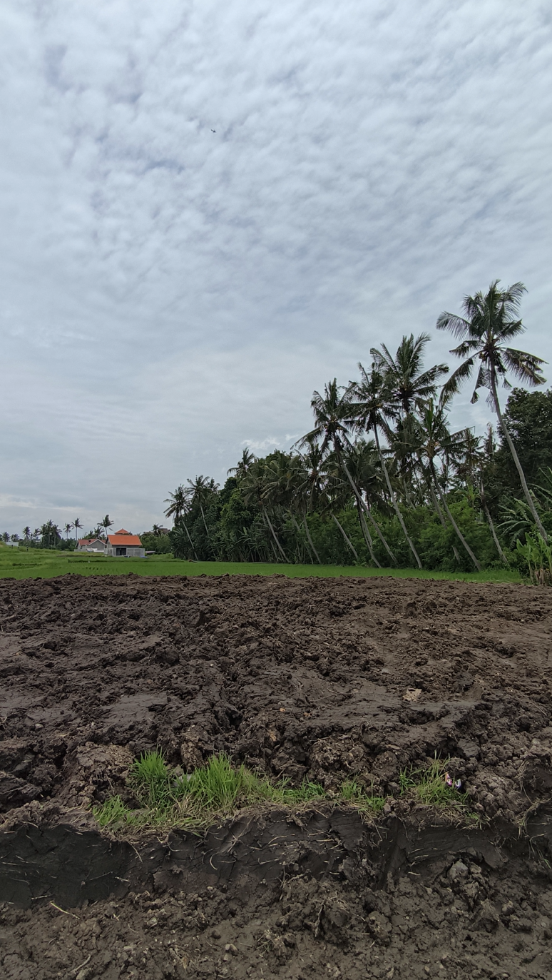 Jual Tanah Kavling Murah di Bali Tabanan View Pohon Kelapa