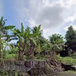 Dijual Tanah Murah di Bongan Tabanan Bali 6 Are Dekat Kota