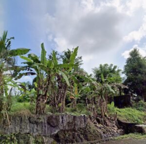 Dijual Tanah Murah di Bongan Tabanan Bali 6 Are Dekat Kota