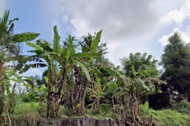 Dijual Tanah Kavling Asri 6 Are di Desa Wisata Bongan Tabanan – Cocok Villa & Slow Living