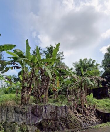 Dijual Tanah Kavling Asri 6 Are di Desa Wisata Bongan Tabanan – Cocok Villa & Slow Living