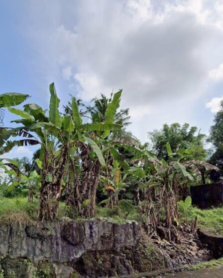 Dijual Tanah Kavling Asri 6 Are di Desa Wisata Bongan Tabanan – Cocok Villa & Slow Living