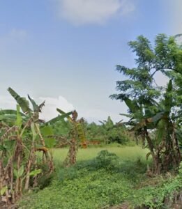 Dijual Tanah Kavling Asri 6 Are di Desa Wisata Bongan Tabanan – Cocok Villa & Slow Living
