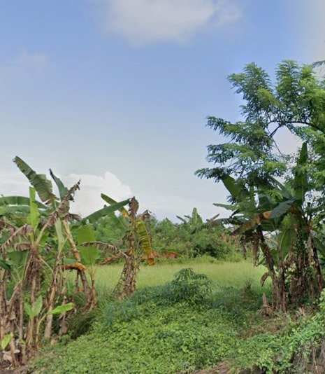 Dijual Tanah Kavling Asri 6 Are di Desa Wisata Bongan Tabanan – Cocok Villa & Slow Living