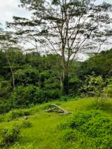 2.5 Hectares Premium Land with River, Forest & Waterfall Views – Ubud Area
