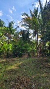 DIJUAL TANAH KEBUN MURAH 98 ARE DEKAT PANTAI – SELEMADEG BARAT, TABANAN, BALI