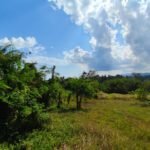 DIJUAL TANAH SUPER LANGKA 10 HEKTAR JALUR UTAMA DENPASAR-GILIMANUK, TABANAN BALI