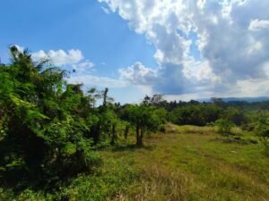 DIJUAL TANAH SUPER LANGKA 10 HEKTAR JALUR UTAMA DENPASAR-GILIMANUK, TABANAN BALI