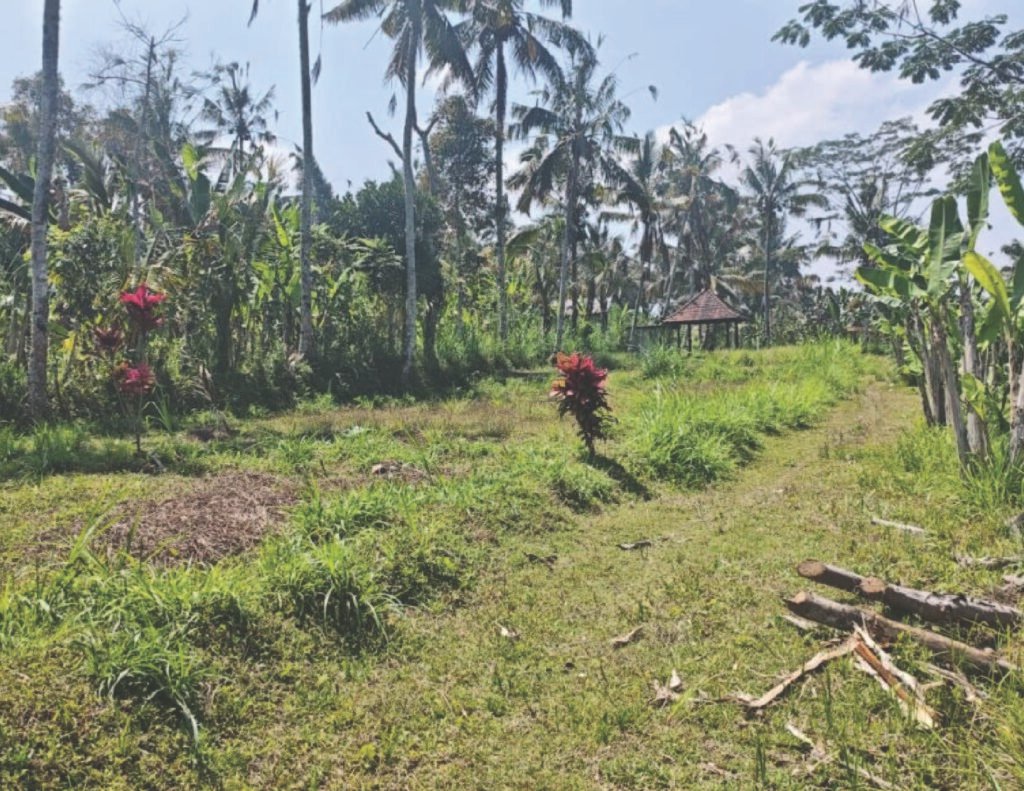 Tanah Jungle View 3 Hektare Dijual di Buahan Gianyar – Rp 90 Juta/Are