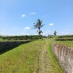 Tanah Sawah 2.150 m² Disewa 20 Tahun di Bresela Gianyar – Rp 7,5 Juta/100 m²/Tahun