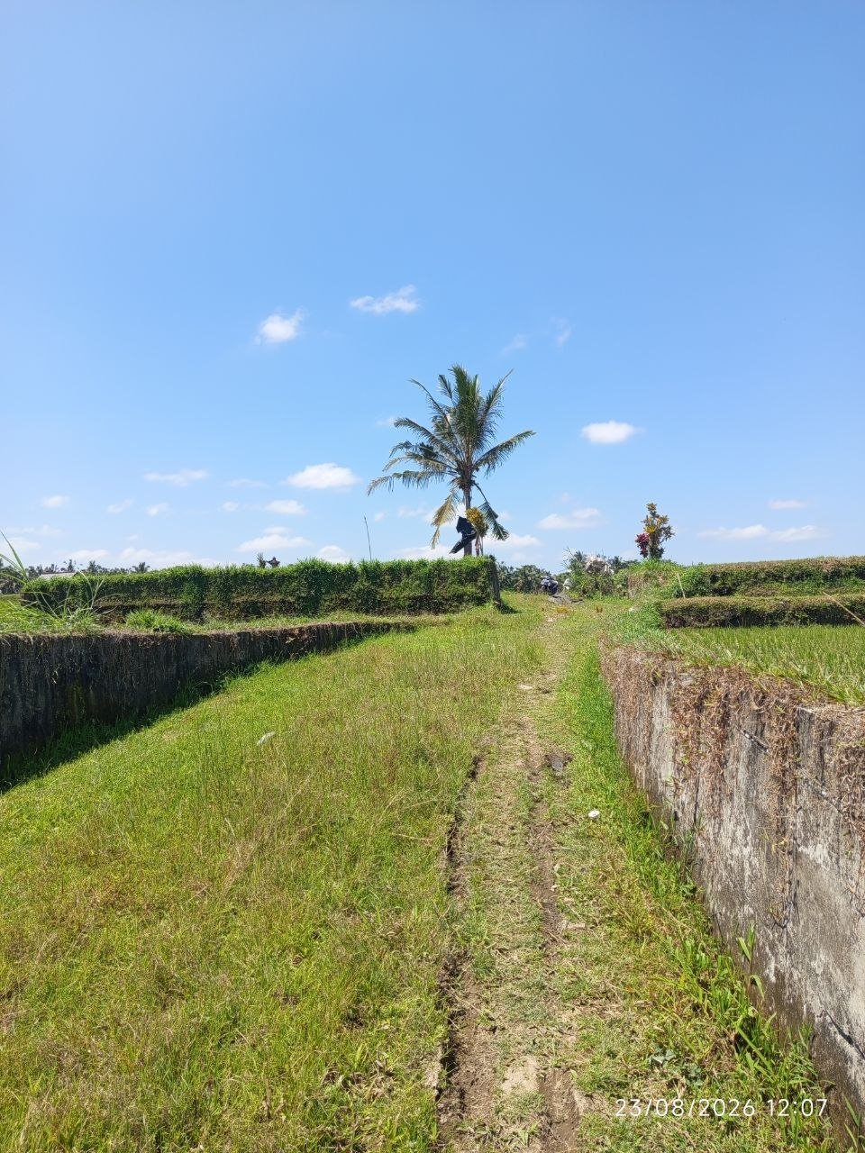 Tanah Sawah 2.150 m² Disewa 20 Tahun di Bresela Gianyar – Rp 7,5 Juta/100 m²/Tahun