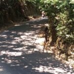 Tanah Strategis 2.680 m² Dijual di Melinggih, Gianyar – Rp 4,556 Miliar