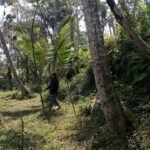Tanah Jungle View 1,52 Hektare Dijual di Buahan Bali – Rp 90 Juta/Are
