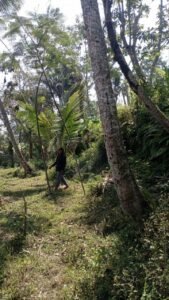 Tanah Jungle View 1,52 Hektare Dijual di Buahan Bali – Rp 90 Juta/Are